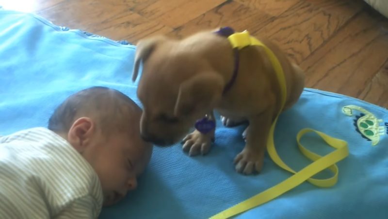 El bebé se queda dormido. Su nueva mascota espera a su lado y luego derrite el corazón de todos a la 1:47.
