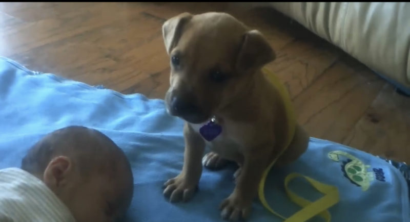 El bebé se queda dormido. Su nueva mascota espera a su lado y luego derrite el corazón de todos a la 1:47.