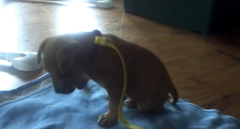 El bebé se queda dormido. Su nueva mascota espera a su lado y luego derrite el corazón de todos a la 1:47.