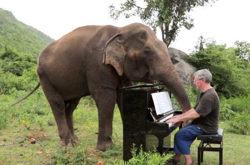 Mira este video para ver a un hombre entreteniendo a los elefantes con su piano...