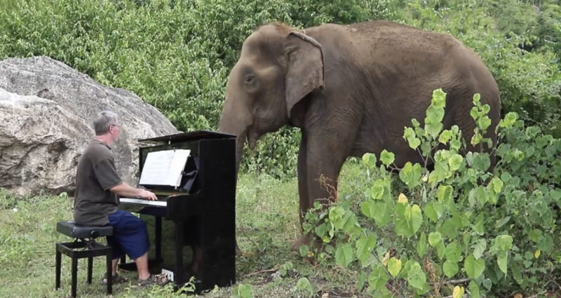 Mira este video para ver a un hombre entreteniendo a los elefantes con su piano...