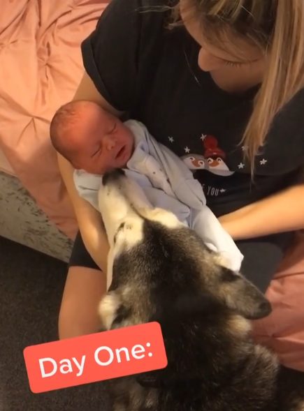 Un niño pequeño y su husky de mascota han sido amigos durante 2 años.