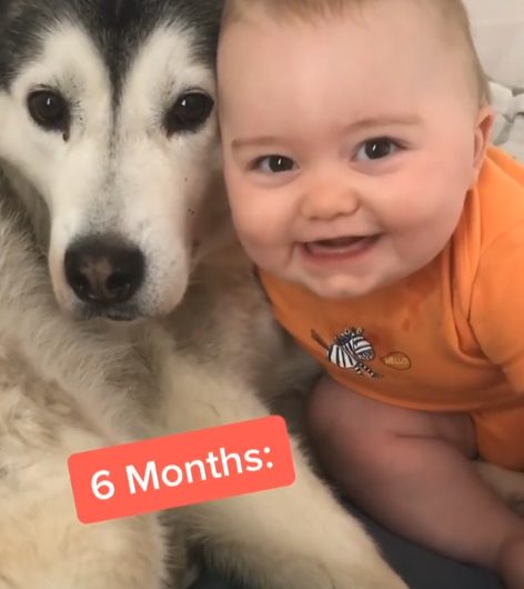 Un niño pequeño y su husky de mascota han sido amigos durante 2 años.