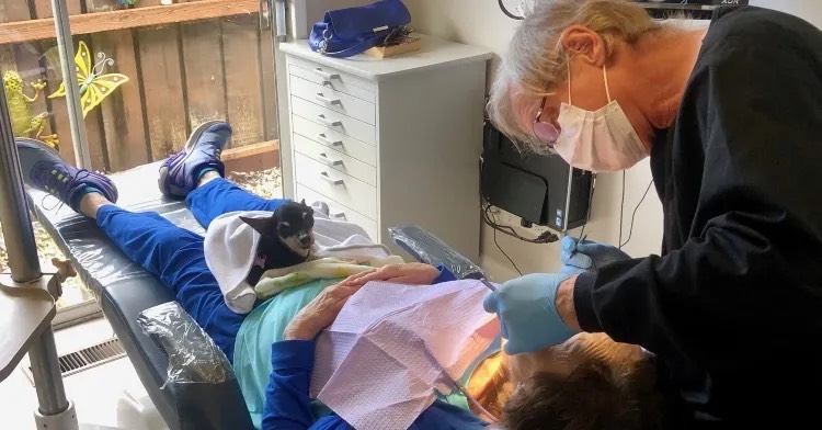 El chihuahua sin dientes se convirtió en un perro terapeuta para pacientes dentales que sufren de ansiedad.