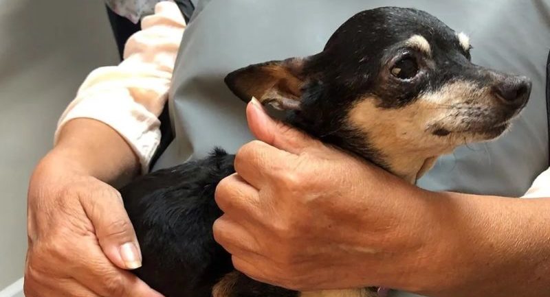 El chihuahua sin dientes se convirtió en un perro terapeuta para pacientes dentales que sufren de ansiedad.