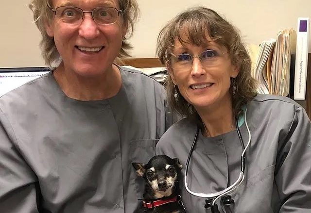 El chihuahua sin dientes se convirtió en un perro terapeuta para pacientes dentales que sufren de ansiedad.