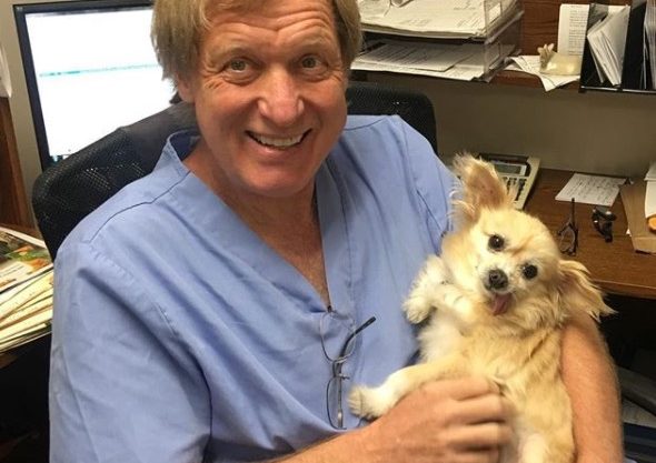 El chihuahua sin dientes se convirtió en un perro terapeuta para pacientes dentales que sufren de ansiedad.