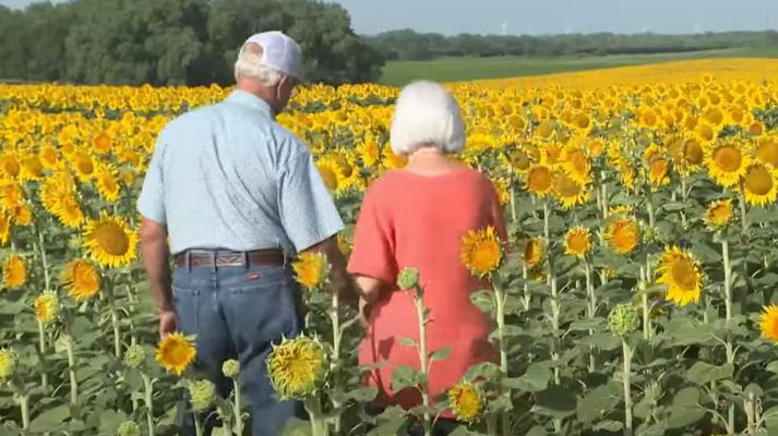 En honor a su 50º aniversario de bodas, el esposo hizo un regalo secreto: plantó 1,2 millones de girasoles. ¡Qué gesto tan romántico!