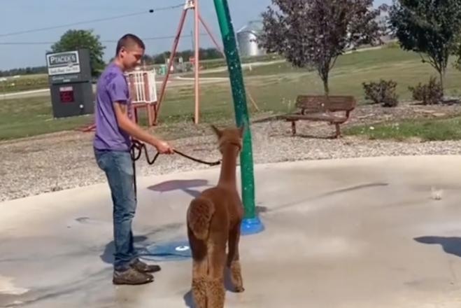 Sí, ¿parece que hay una alpaca en la ventana? Esta granja organiza adorables excursiones para sus animales.