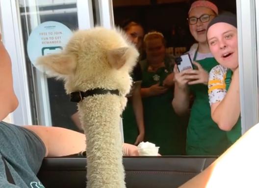 Sí, ¿parece que hay una alpaca en la ventana? Esta granja organiza adorables excursiones para sus animales.