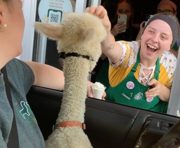 Sí, ¿parece que hay una alpaca en la ventana? Esta granja organiza adorables excursiones para sus animales.