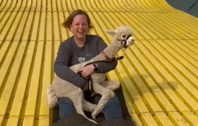 Sí, ¿parece que hay una alpaca en la ventana? Esta granja organiza adorables excursiones para sus animales.