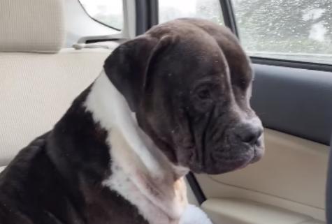 ¡El pitbull rescatado no puede dejar de subirse a la hamaca con sus nuevos dueños, y es simplemente encantador!