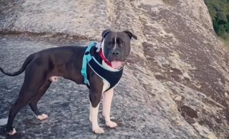¡El pitbull rescatado no puede dejar de subirse a la hamaca con sus nuevos dueños, y es simplemente encantador!