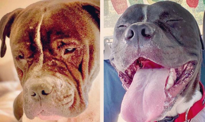 ¡El pitbull rescatado no puede dejar de subirse a la hamaca con sus nuevos dueños, y es simplemente encantador!