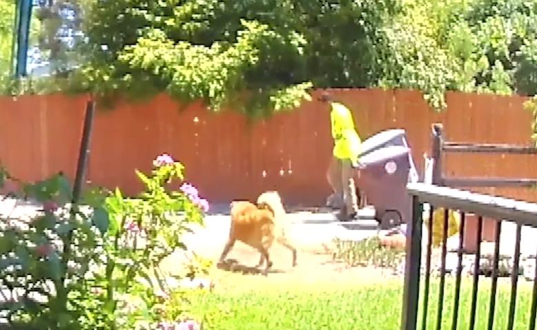 La leal perra corre hacia el recolector de basura pidiendo ayuda y, al final, salva la vida de su dueña.