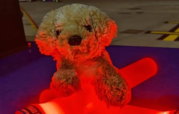 "El perrito" comienza una nueva aventura con la ayuda de la amable agente de la aerolínea.