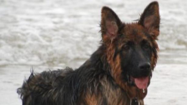 ¡Claro! Solo tienes que mirar a este perro inteligente que arriesgó su vida para salvar a su dueño.