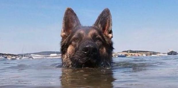 ¡Claro! Solo tienes que mirar a este perro inteligente que arriesgó su vida para salvar a su dueño.