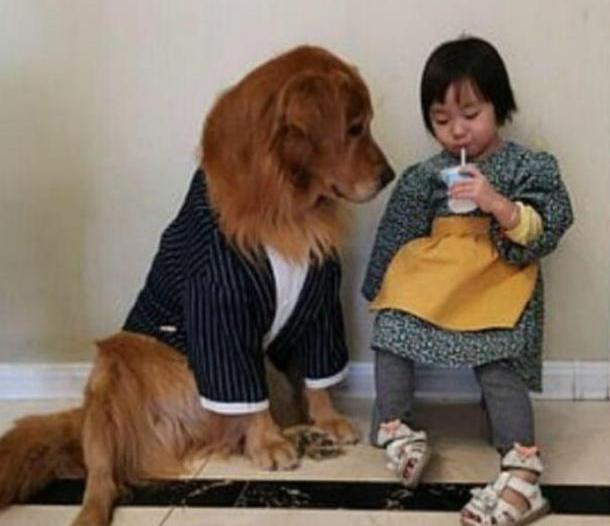 Mira cómo este lindo perro cuida a su pequeña amiga y la protege de ser castigada.