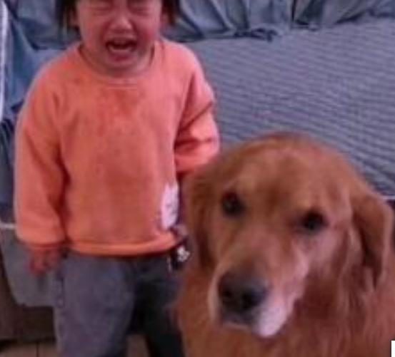Mira cómo este lindo perro cuida a su pequeña amiga y la protege de ser castigada.