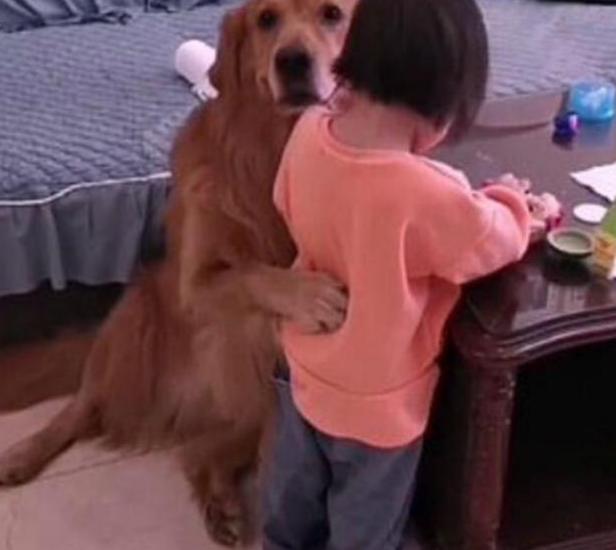 Mira cómo este lindo perro cuida a su pequeña amiga y la protege de ser castigada.