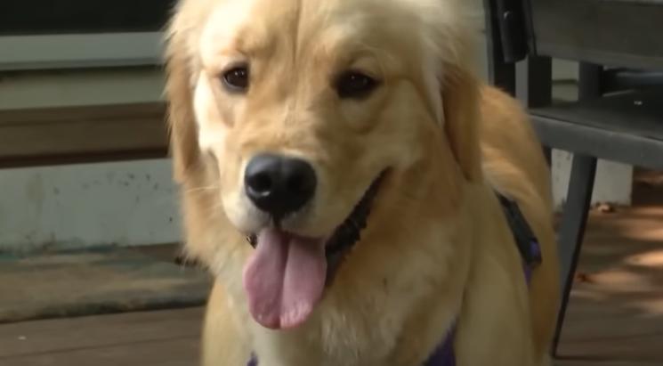 La familia llevó por error a casa un doble de su golden retriever del jardín de infantes para perros.