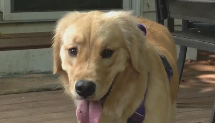 La familia llevó por error a casa un doble de su golden retriever del jardín de infantes para perros.