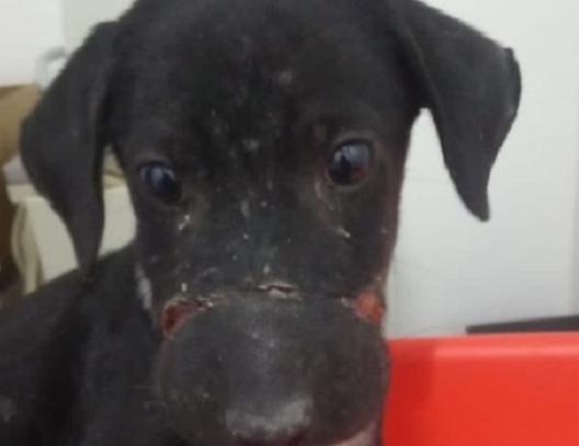 Los rescatistas salvaron a este adorable cachorro de los traficantes de carne y le brindaron una tercera oportunidad en la vida.