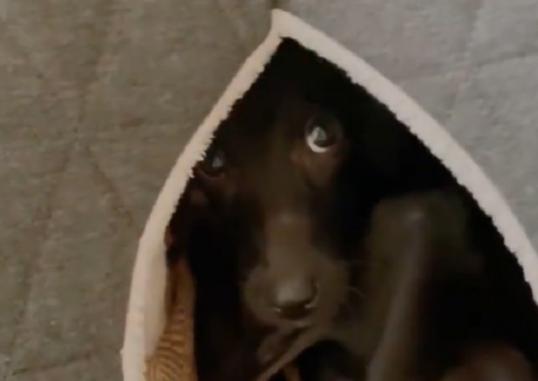 Los rescatistas salvaron a este adorable cachorro de los traficantes de carne y le brindaron una tercera oportunidad en la vida.