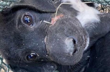 Los rescatistas salvaron a este adorable cachorro de los traficantes de carne y le brindaron una tercera oportunidad en la vida.