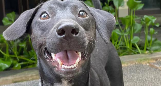 Los rescatistas salvaron a este adorable cachorro de los traficantes de carne y le brindaron una tercera oportunidad en la vida.