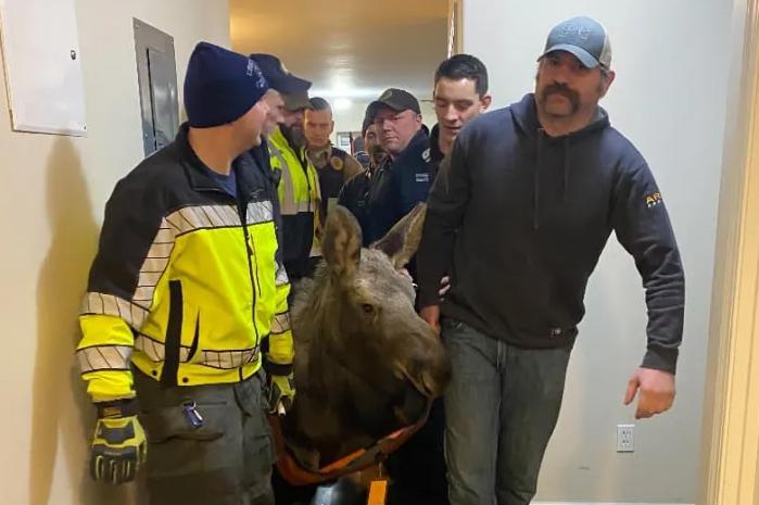 ¡En tu casa hay un invitado! Los rescatistas están salvando a un bebé de 500 libras atrapado en el sótano de la casa.