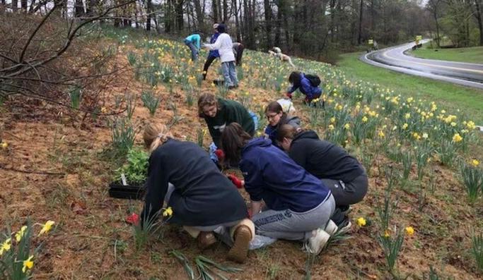 Observa las acciones que están llevando a cabo los voluntarios de Washington para salvar los árboles de la capital.
