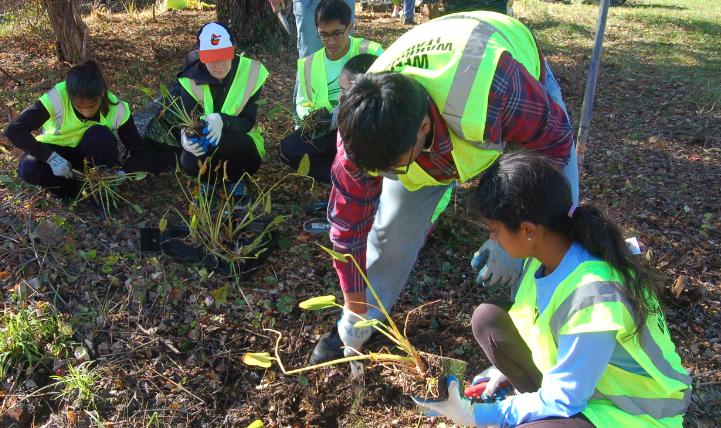 Observa las acciones que están llevando a cabo los voluntarios de Washington para salvar los árboles de la capital.
