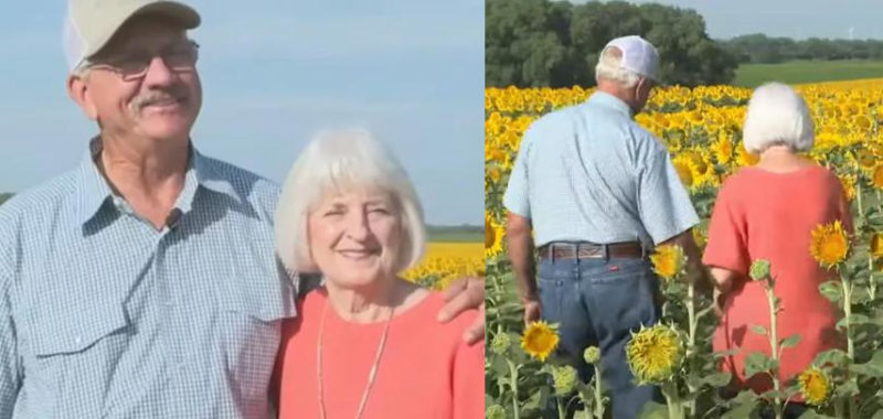 En honor a su 50º aniversario de bodas, el esposo hizo un regalo secreto: plantó 1,2 millones de girasoles. ¡Qué gesto tan romántico!