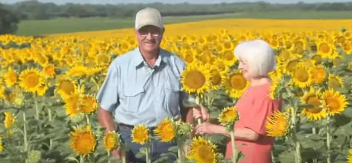 En honor a su 50º aniversario de bodas, el esposo hizo un regalo secreto: plantó 1,2 millones de girasoles. ¡Qué gesto tan romántico!
