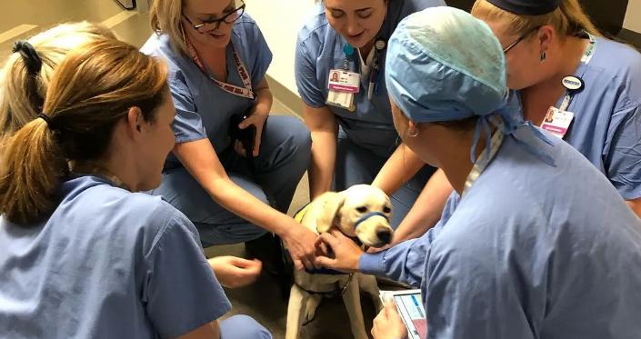 El perro de servicio recibe honores heroicos después de brindar consuelo a todo el hospital.