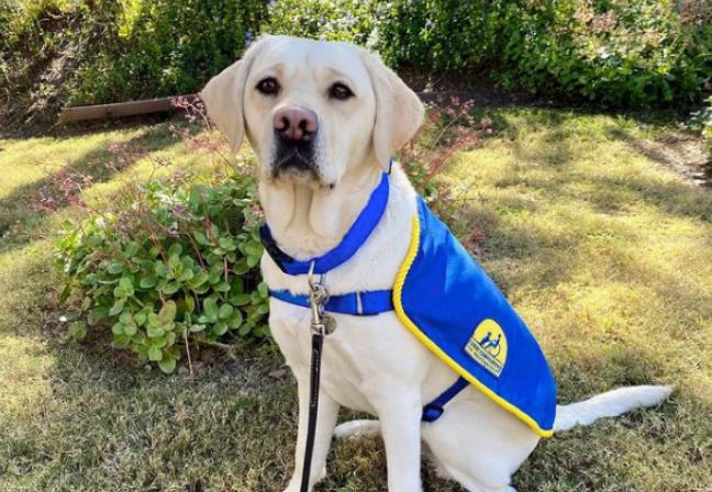 El perro de servicio recibe honores heroicos después de brindar consuelo a todo el hospital.
