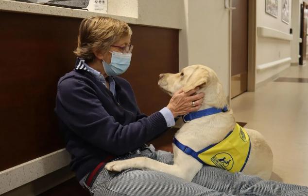 El perro de servicio recibe honores heroicos después de brindar consuelo a todo el hospital.