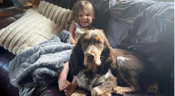 "Observa cómo estos perros protegieron a la pequeña niña, que se consideraba desaparecida, del frío."
