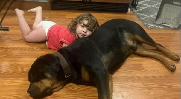 "Observa cómo estos perros protegieron a la pequeña niña, que se consideraba desaparecida, del frío."