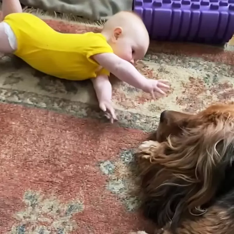 Pequeña niña entabla amistad con un perro gigante que la trata como a una hermana mayor. Echa un vistazo a sus impresionantes fotos.