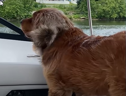 Pequeña niña entabla amistad con un perro gigante que la trata como a una hermana mayor. Echa un vistazo a sus impresionantes fotos.