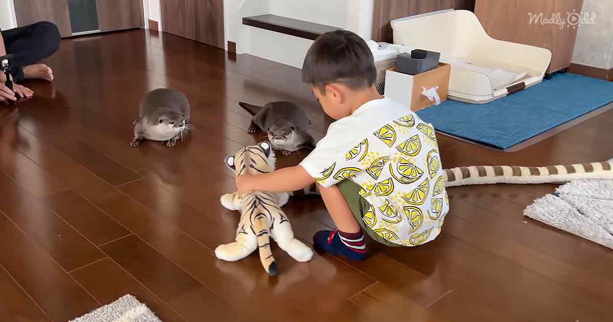 Un niño, lleno de curiosidad, juega en compañía de nutrias. Se llevan sorprendentemente bien. Mira el vídeo y te sorprenderás.