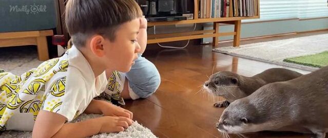Un niño, lleno de curiosidad, juega en compañía de nutrias. Se llevan sorprendentemente bien. Mira el vídeo y te sorprenderás.
