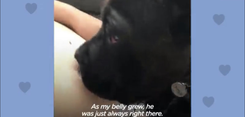 En un niño pequeño, el perro actúa como una especie de niñera, casi nunca se separa del bebé.