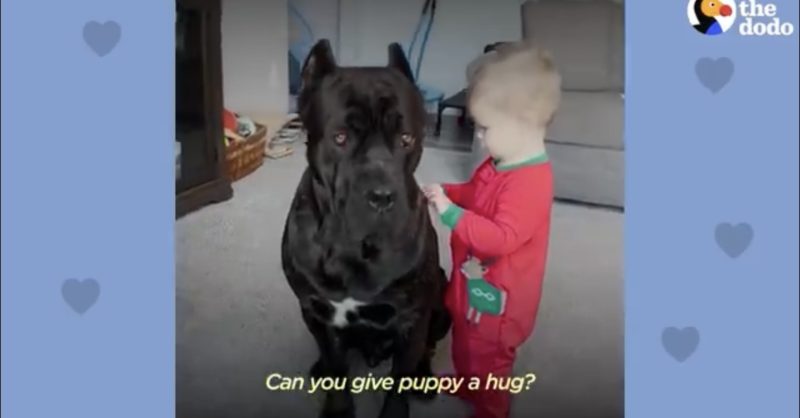 En un niño pequeño, el perro actúa como una especie de niñera, casi nunca se separa del bebé.