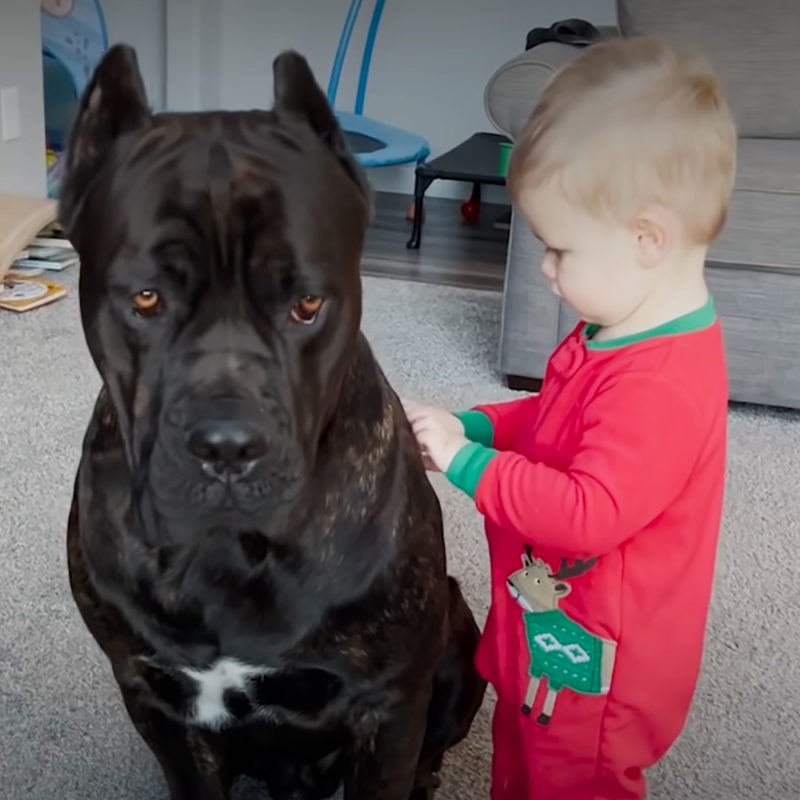 En un niño pequeño, el perro actúa como una especie de niñera, casi nunca se separa del bebé.
