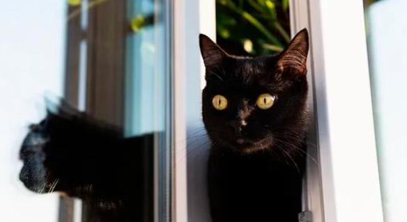 Para construir la casa de ensueño para sus gatos, a un hombre le llevó todo un año.